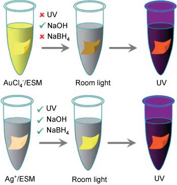 Figure 6 Schematic representation of an eggshell membrane (ESM)-based multimodal platform for the synthesis of fluorescent AuNC and AgNC. From Ref. [85].
