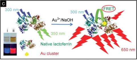 Figure 7 Schematic of the occurrence of FRET between Lf (NLf) and cluster. Inset shows the photographs of (i) NLf and (ii) Lactoferrin protected gold quantum clusters (AuQC@NLf) (from left to right) taken in visible light (above) and in UV light (below). From Ref. [87].