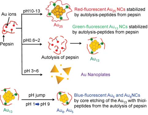 Figure 8 Schematic illustration of the pH-dependent synthesis of pepsin-mediated AuNCs with blue-, green-, and red-fluorescent emission. From Ref. [83].