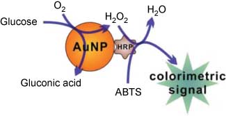 Figure 9 Schematic showing HRP-AuNPs catalyzing the glucose involved cascade reaction [105].