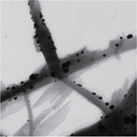 Figure 2 TEM image of Ag NP-loaded electrospun fiber mat. Reprinted from J. Appl. Polym. Sci., 2012, vol. 126. Rivero PJ, Urrutia A, Goicoechea J, Rodríguez Y, Corres JM, Arregui FJ, Matías IR, An antibacterial submicron fiber mat with in situ synthesized silver nanoparticles, pages 1228–1235. Copyright (2012), with permission from Wiley.