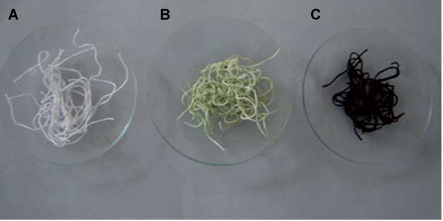 Figure 4 Picture showing plain cotton fibers (A), copper-bound chitosan-attached cellulose fibers (B), nanocopper loaded chitosan cotton fibers (C). Reprinted from J. Appl. Polym. Sci., 2009, vol. 11, Grace M, Bajpai SK, Chand N, Copper (II) ions and copper nanoparticles-loaded chemically modified cotton cellulose fibers with fair antibacterial properties, pages 757–766, Copyright (2009), with permission from Wiley.