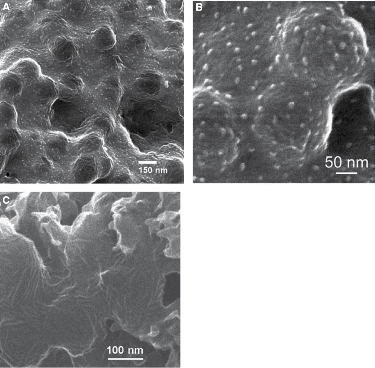 Figure 10 HIM imaging of polymer-based sensor devices; (A, B) active layer of PVDF-PANI ppb range ammonia sensor layer exposed to ammonia for a long time (phase separation and formation of dopant-ammonia salt is observed), (C) nanoporous sensor film based on PVDF-polythiophene core-shell nanoparticles after elevated temperature sintering of the particles. Polythiophene shows high sensitivity to volatile organic solvents such as acetone, chloroform, toluene, and some others.