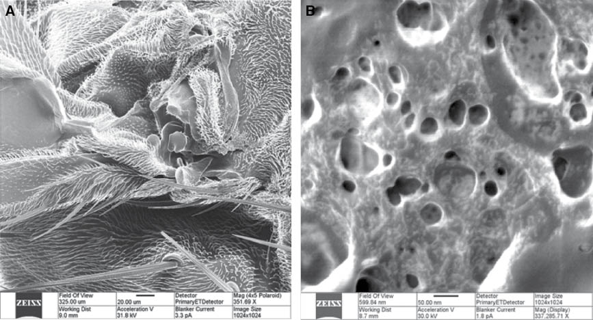 Figure 11 (A) HIM images of the native cuticle of Drosophila melanogaster demonstrating the elaboration of chitin polymer-based structures and sensory organs. (B) Ultrahigh-resolution image of purified chitin. Note the presences of nanoscale holes and pores.