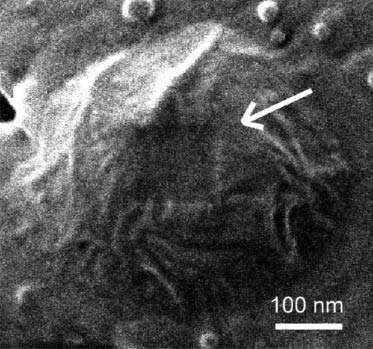 Figure 12 Nanolithography with HIM. 100 nm×100 nm square hole milled on top of 200 nm diameter PVDF particle.