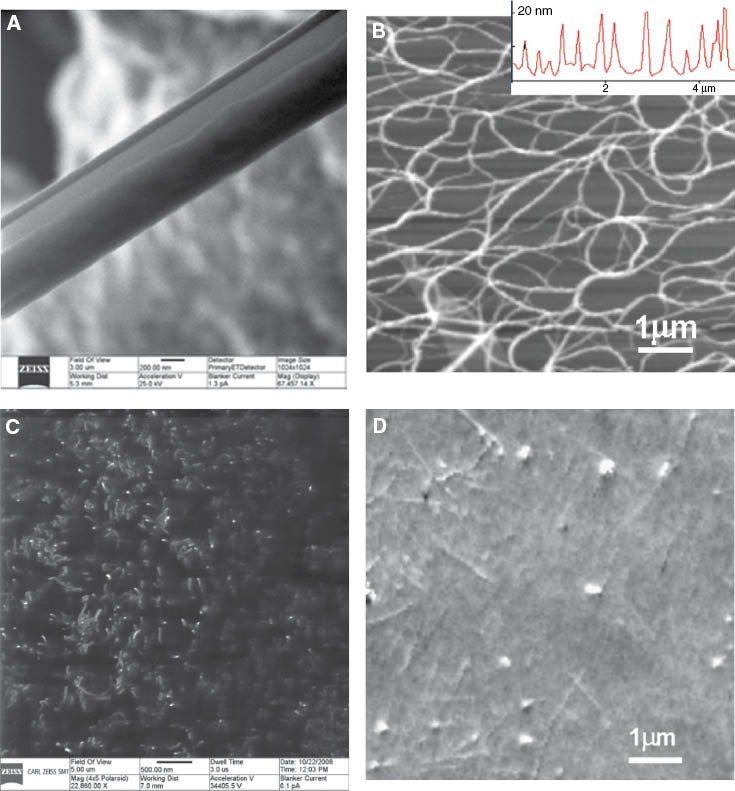 Figure 3 Comparison of SPM and HIM imaging of polymer-carbon nanotube composites. (A) HIM image of a CNT bundle, (B) AFM topography image of single wall carbon nanotube bundles (constituted of seven individual nanotubes on average) on silicon wafer surface (inset shows cross-sectional scan with peak heights corresponding to nanotube bundle diameters), (C) HIM image of polymer-impregnated carbon nanotubes, (D) UFM image of CNT-polyurethane nanocomposite surface [Image 3c reproduced with permission from Carl Zeiss Microscopy, Peabody, MA, USA].