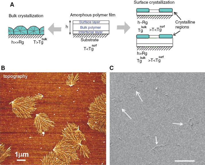 Figure 7 (A) Bulk vs. surface crystallization phenomena in a crystallizable polymer film under condition of geometrical confinement (film thickness is below 200 nm and comparable with the characteristic size of polymer chains –the radius of gyration); (B) AFM image of PET dendritic crystals grown on the surface of otherwise amorphous film (40 nm thickness); (C) the same structure visualized by HIM (200 nm film thickness). Arrows point several dendritic PET crystals. Scale bar 1 μm.