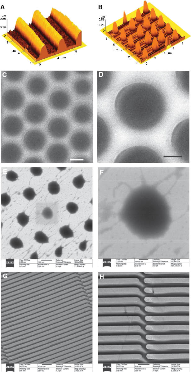 Figure 8 AFM (A, B) and HIM (C–H) images of PET imprinted films with 2D (lines) or 3D (dots) type of geometrical confinement. (C) and (D) portions are different magnification HIM images of an as-prepared film PET film; (E) and (F) show the morphology of the same film after its annealing at temperature 5° above the Tm of PET; (G) and (H) show different magnification HIM images of a PET film with imprinted parallel lines (no sign of surface crystallization can be seen before or after annealing). AFM images do not allow high-resolution characterization of the film surface (especially) between the nano-imprinted features due to high local curvature and surface roughness of the surface.
