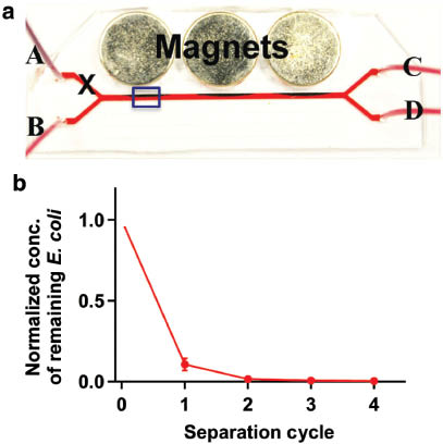 Figure 5: Magnetic separation of bacteria from whole blood utilizing synthetic ligand-coated MNPs. Blood sample spiked with fluorescently labeled E. coli was incubated with MNPs having synthetic affinity ligand and then infused through inlet B, while A is closed and exited through outlets C and D. Placement of three permanent magnet caused E. coli bound with MNPs to exit from inlet C (b). Separation efficiency of MNPs on the concentration of E. coli in blood sample after repeated cycle could be observed utilizing fluorescence measurement. (Reproduced with the permission of the publisher, American Chemical Society, Copyright 2014, from Ref. [96]).