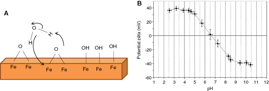 Figure 2: (A) Schematic representation of the iron oxide surface, (B) surface charge and ζ potential evolution according to the pH in the case of “naked” iron oxide NPs synthesized by the co-precipitation method.
