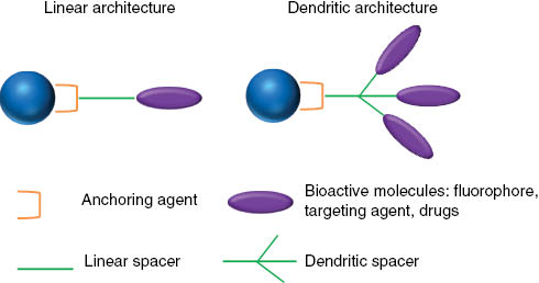 Figure 6: Main molecule architectures used to functionalize iron oxide NPs.