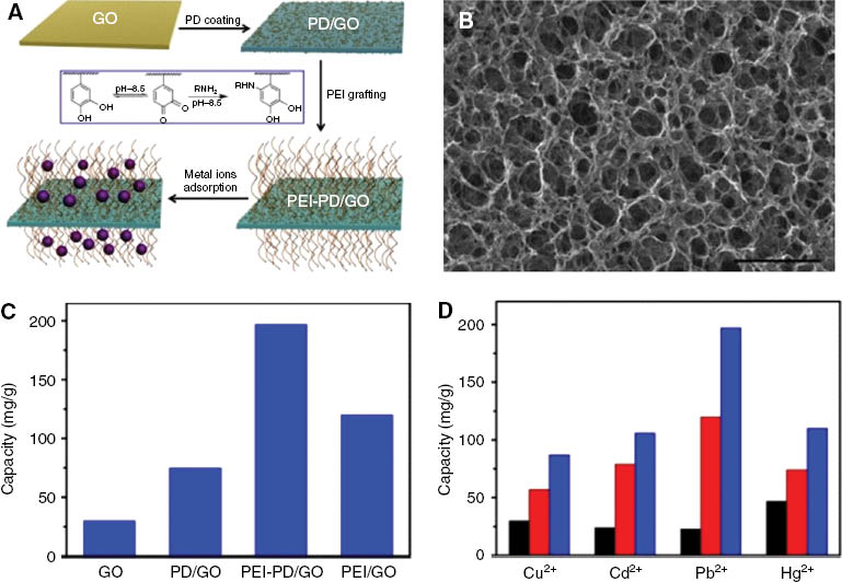 Figure 3: (A) Schematic illustration for the fabrication of PEI-PD/GO composite. (B) Scanning electron microscope (SEM) image of PEI-PD/GO aerogel (scale bar: 5 μm). (C) Comparison of adsorption capacity of Pb2+ on rGO, PD/rGO, PEI-PD/GO and PEI/rGO aerogels, and (D) Cu2+, Cd2+, Pb2+ and Hg2+ on active carbon (black), PEI/rGO (red) and PEI-PD/GO (blue) aerogels. Reprinted with permission from Ref. [58].