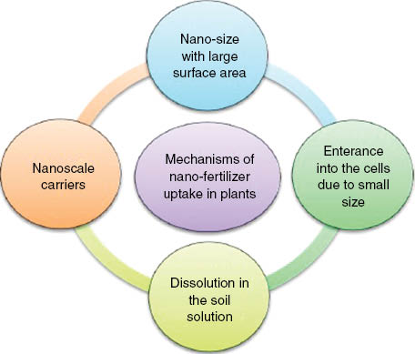Figure 2: General mechanisms employed by NFs for better uptake in plants.