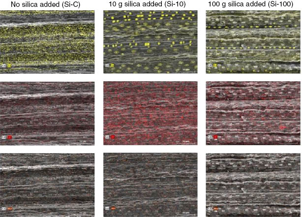 Figure 4: Distribution of Si, Ca, and Mn in and on the leaf blades of Phragmites australis subjected to three levels of silicon supply during growth. Si appears in yellow (top row), Ca appears in red (mid row), and Mn appears in brown (bottom row). Magnification, 350×. Used with permission from Brackhage et al. [13].