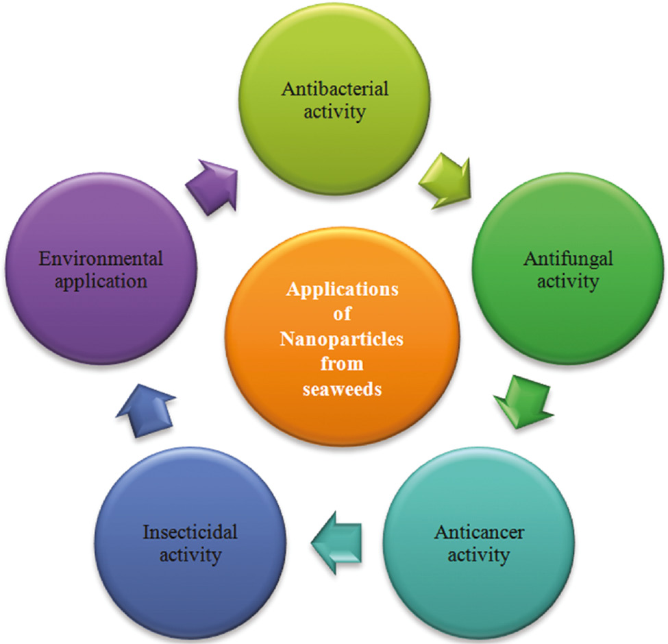 Figure 6: Applications of nanoparticles from seaweeds.