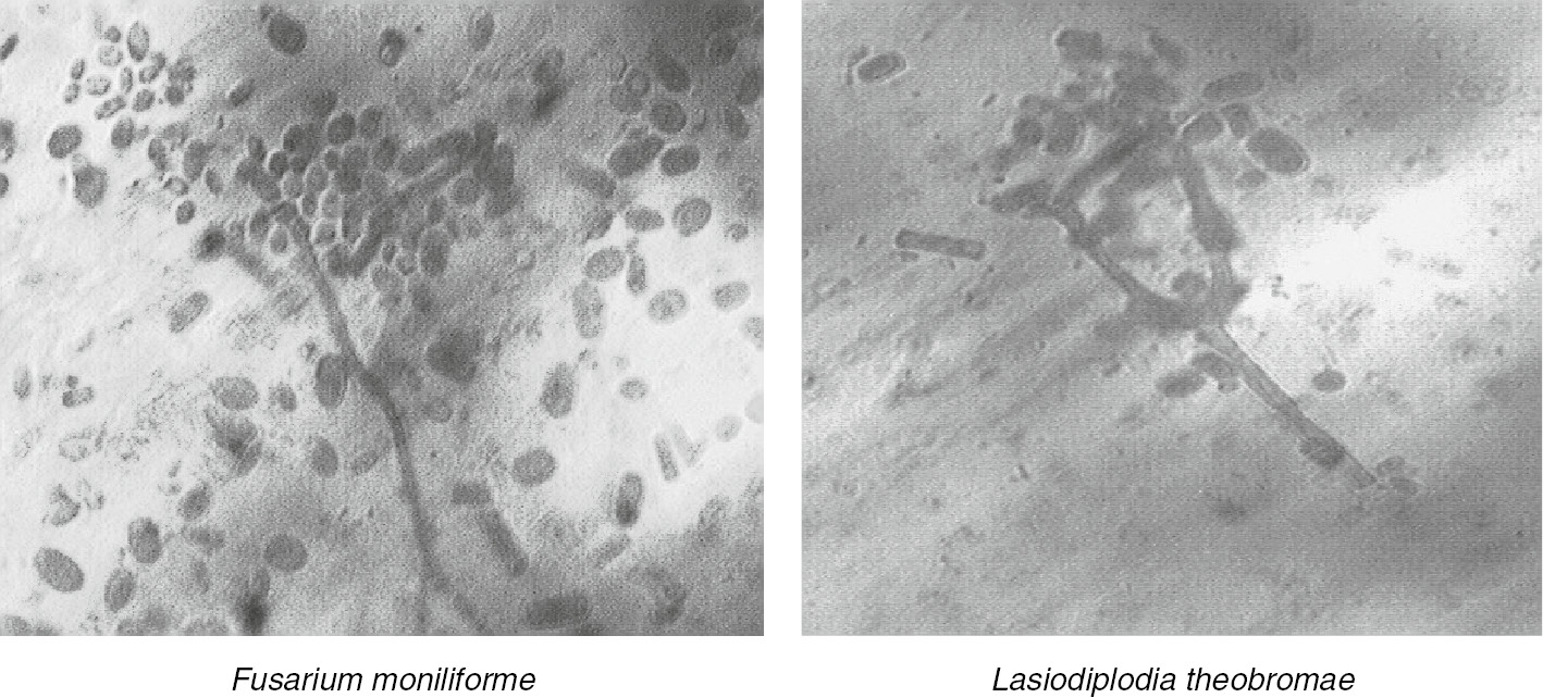 Figure 7: Microphotographs of the organisms associated with soft rot in yam tuber (Dioscorea rotundata).
