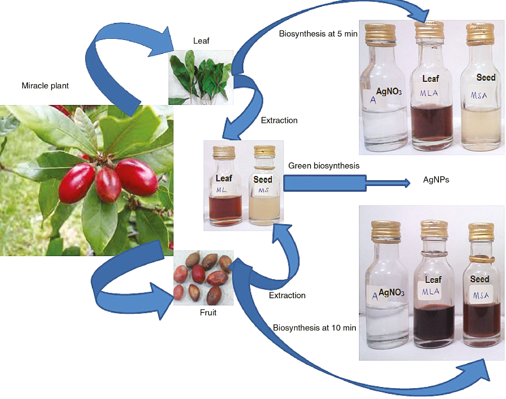 Figure 1: Schematic view of the biosynthesis of AgNPs using leaf and seed extracts of S. dulcificum.