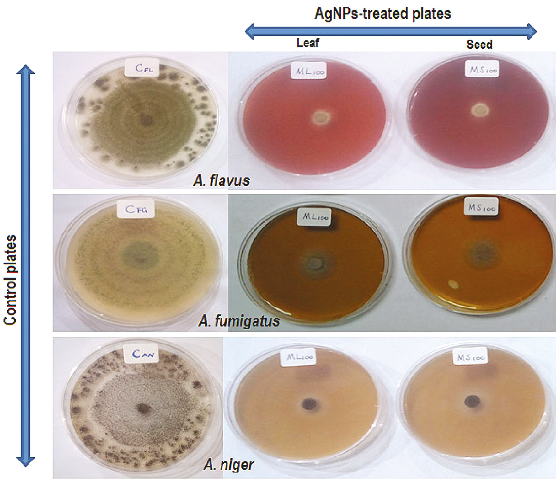 Figure 6: Antifungal activities of the biosynthesized AgNPs using leaf and seed extracts of S. dulcificum.