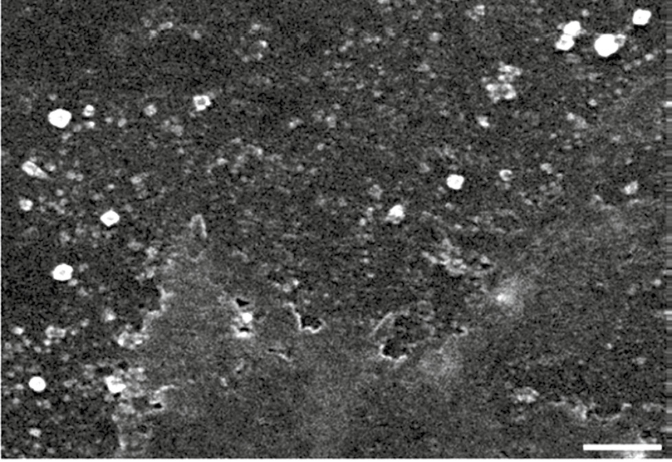 Figure 2: Scanning electron micrograph of aggregated and protein-capped silver NPs with a size range of 20 to 60 nm. Scale bar denotes 200 nm. Reprinted from Laborda et al. [41].