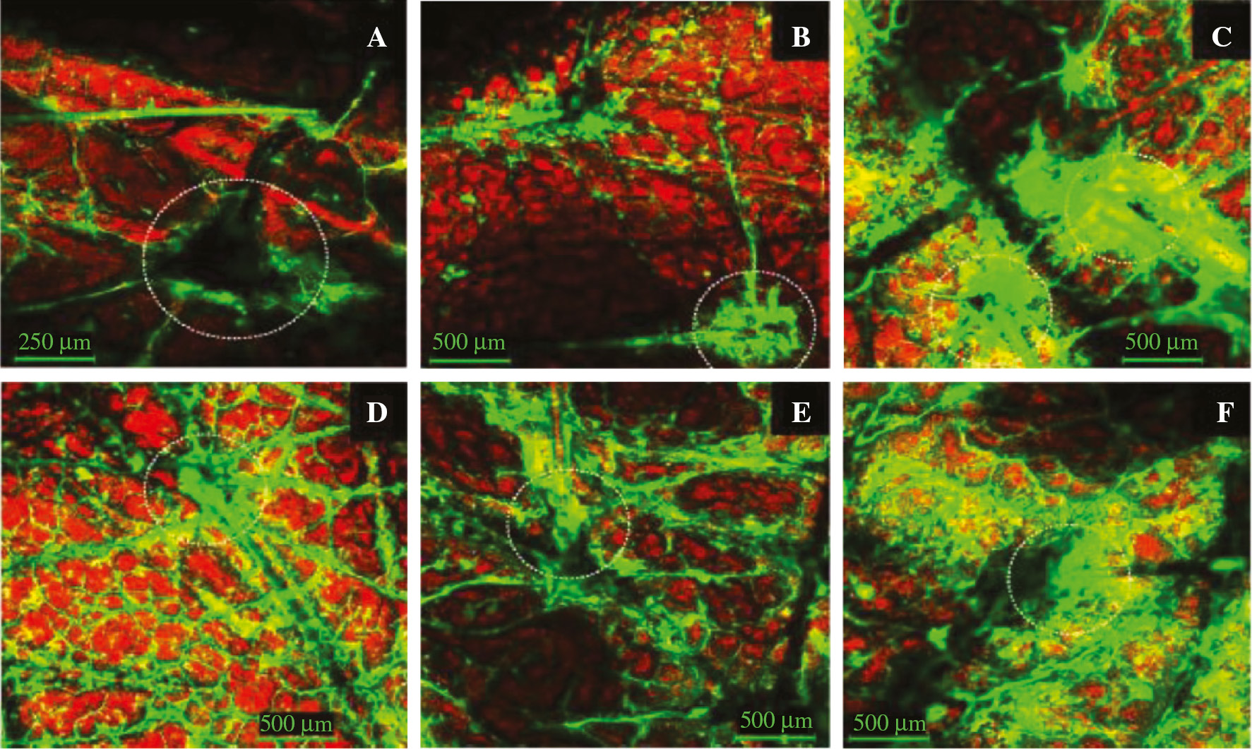 Figure 8: x-y images showing follicular localization of fluorescent NPs after application of F-NP (20 nm) for (A) 30 min, (B) 1 h, and (C) 2 h and of F-NP (200 nm) for (D) 30 min, (E) 1 h, and (F) 2 h. The white circles correspond to hair follicles. Note that, in panels A, B, and C, the levels of green fluorescence are concentrated in the follicular regions, and in panels D, E, and F, time-dependent NP accumulation in hair follicles is observed. Reprinted from Rossi et al. [77].