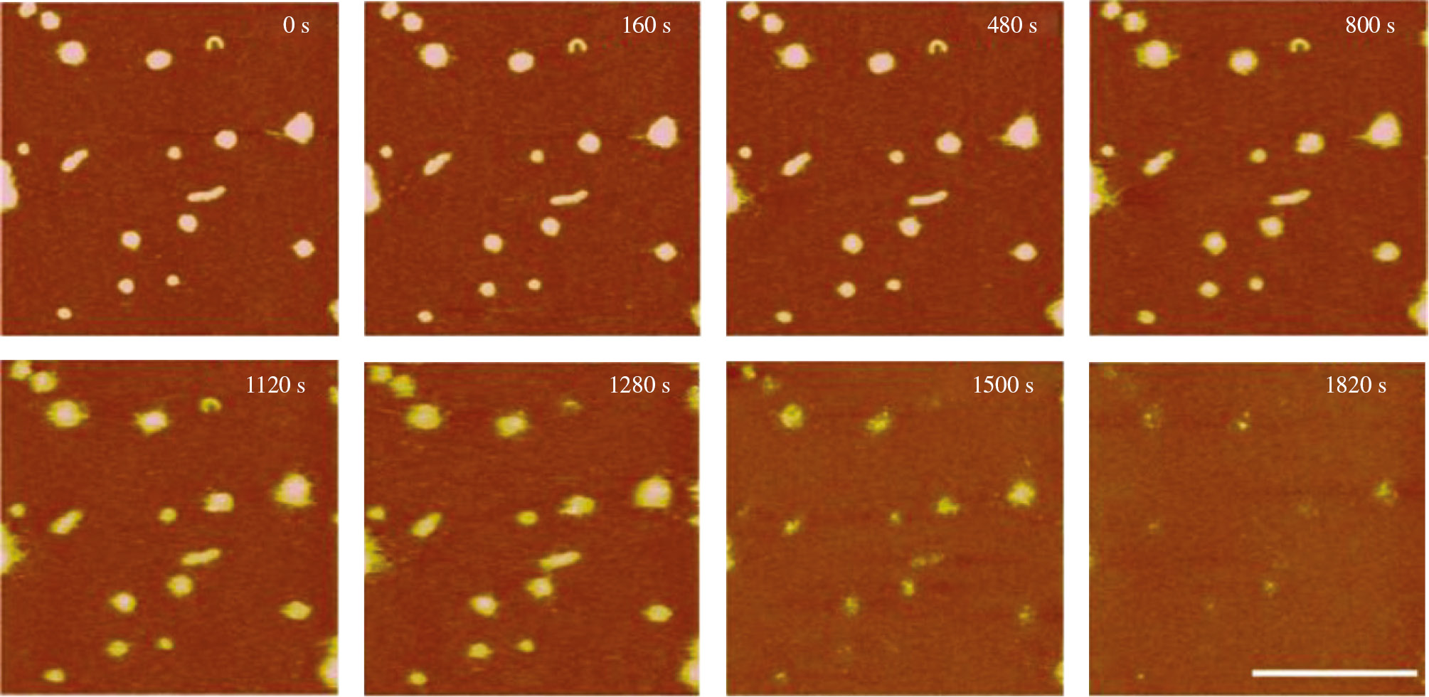 Figure 10: In situ AFM sequence of DNA release from nuclear localization signal peptide (NLS6+)/DNA polyplexes (N/P=4) in 20 mM dithiothreitol (DTT) and 0.4 M NaCl solution (no Mg2+ was added). Time zero corresponds to the addition of DTT. The z range is 10 nm. Scan size is 2.6×2.6 μm2. Reprinted from Allen et al. [93].