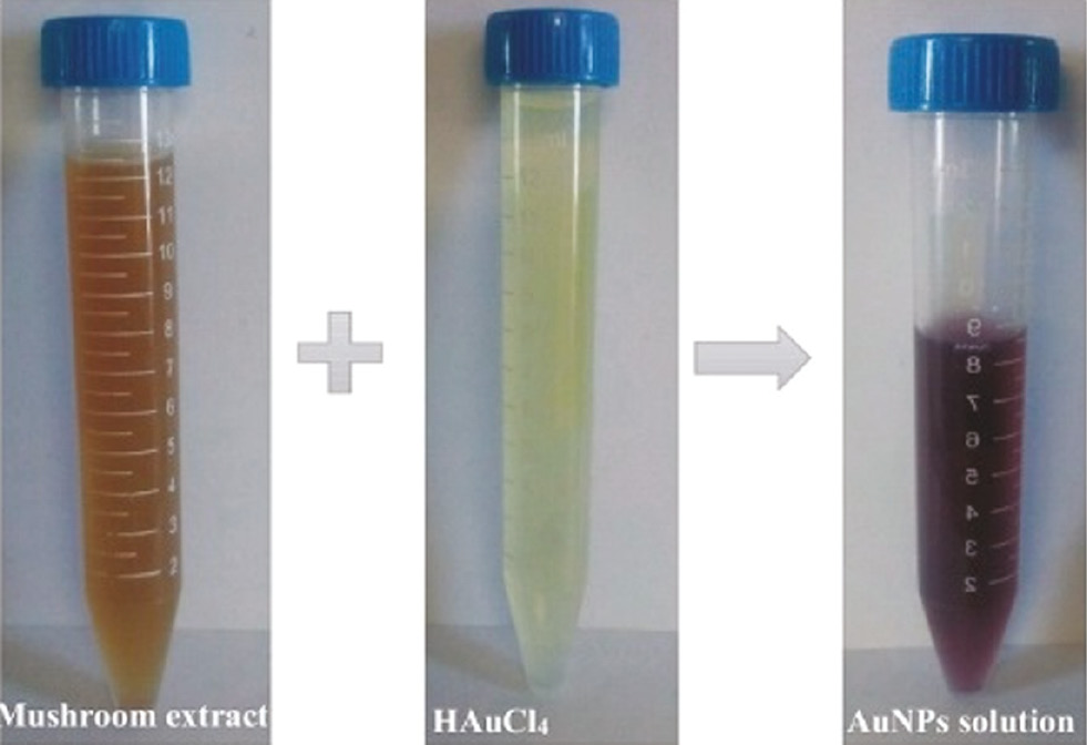 Figure 5: Schematic of color change in AuNP synthesis using mushroom extract.