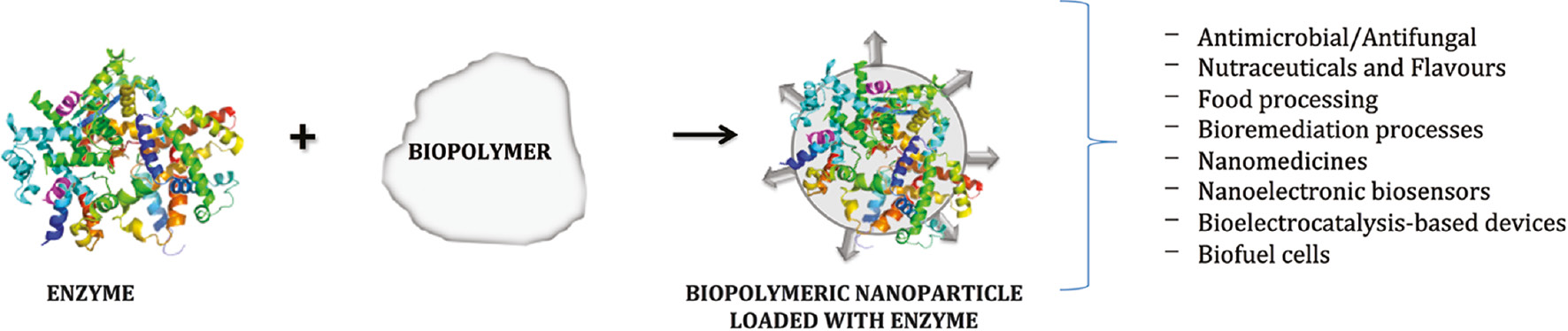 Figure 1: Biopolymer-based biocatalytic nanoparticle and their possible applications.