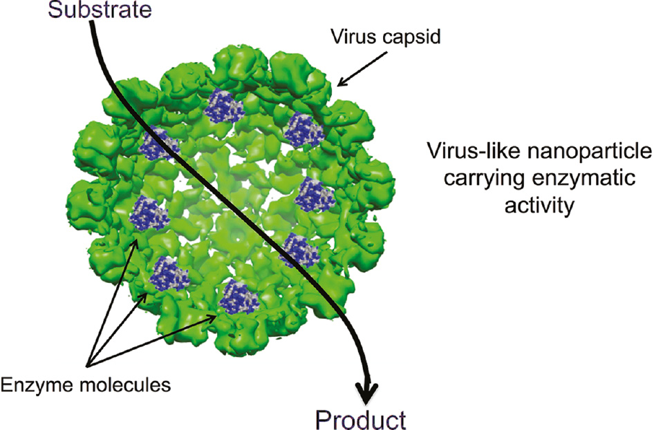 Figure 2: Virus-like particles (VLPs) as nano-vehicles for enzyme delivery. The enzyme molecules are encapsulated inside the virus capsid. The capsid is porous allowing the substrate internalization, and the product can diffuse outside the nanoreactor.