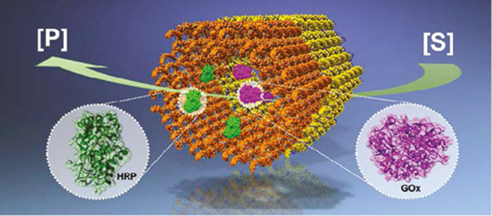 Figure 4: Scheme of an enzymatic reactor build from DNA and enzyme molecules. Enzyme molecules are attached with precision on the highly modulated DNA nanostructures. Glucose oxidase (GOx, purple) and horseradish peroxidase (HRP, green) have been assembled into two tubular DNA origami nanostructures (orange and yellow cages). The reaction cascade starts with the production of hydrogen peroxide from glucose oxidase, which is the substrate for peroxidase-mediated oxidation. This figure was taken from Linko et al. [125].
