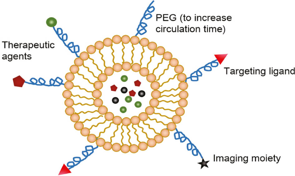 Figure 3: Schematic of liposomes used in cancer therapy. Liposomes are composed of lipids with PEG to increase their circulation time. They can be functionalized with therapeutic agents, targeting ligands, and imaging moieties or contrast agents.