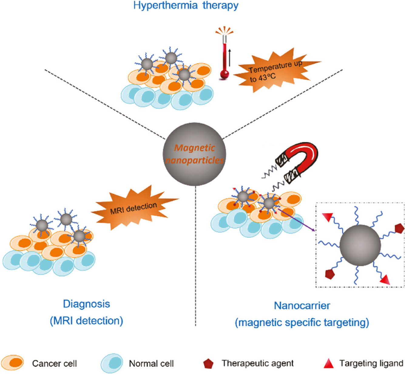 Figure 5: Example of magnetic nanoparticle for cancer therapy. Nanocarrier, diagnosis and hyperthermia therapy.