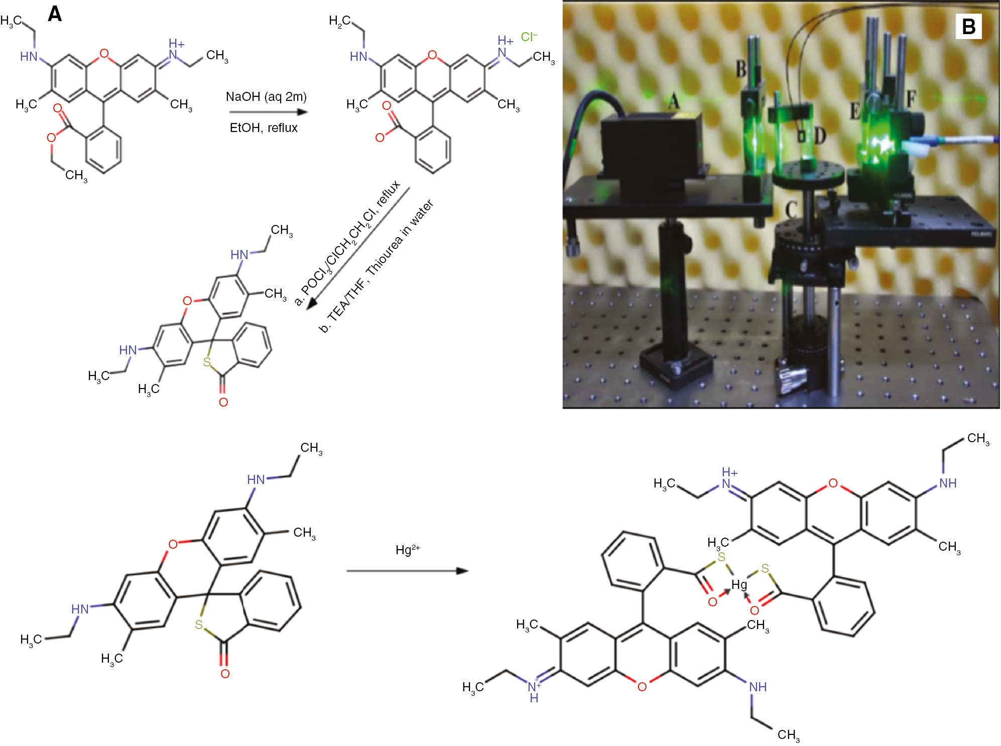 Figure 1: (A) Reaction scheme for the preparation of Rh6G D; (B) SPCE instrumental setup (A – 532 nm laser, B – aperture, C – silver slide, D – hemi-cylindrical prism, E – filter, and F – detector); and (C) Rh6G D-Hg2+ complex formation.