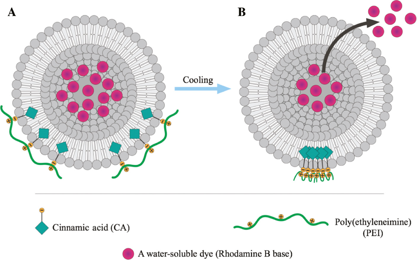 Figure 1: Schematic of temperature-dependent behavior of liposome-conjugating PEI-CA (A) above UCST and (B) below UCST.