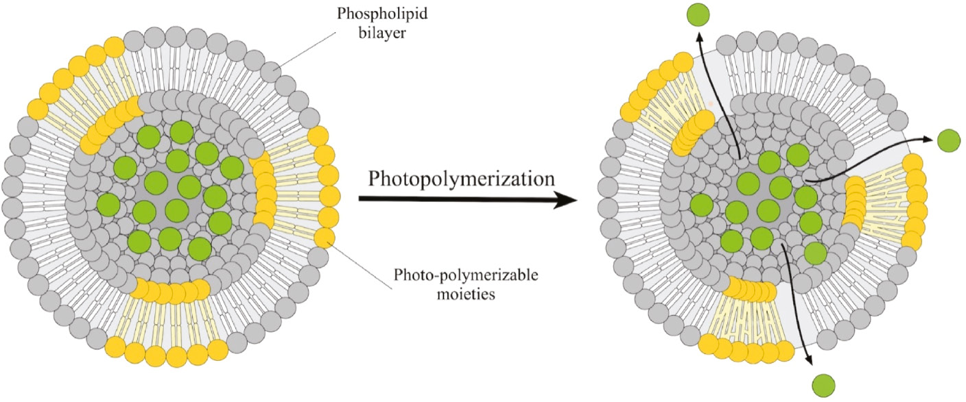 Figure 3: Schematic of light-activated polymerization of liposomes, leading to the release of cargos.