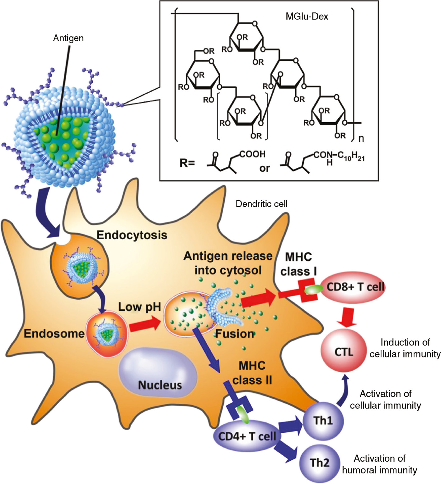 Figure 7: Design of MGlu-Dex-modified liposomes as a vaccine for induction of antigen-specific immunity. MGlu-Dex-modified liposomes are taken up by dendritic cells (DC) via endocytosis and trapped in endosome. The weakly acidic DC cytosol induce the formation antigen-specific cytotoxic T lymphocytes (CTL) via presentation by MHC class I, resulting in induction of cellular immunity (Th1 response). Antigen molecules in the endosomes undergo presentation by MHC class II and induce antigen-specific Th2 cells that lead to induction of humoral immunity. Reprinted with permission from Ref. [117], copyright 2014, Elsevier.