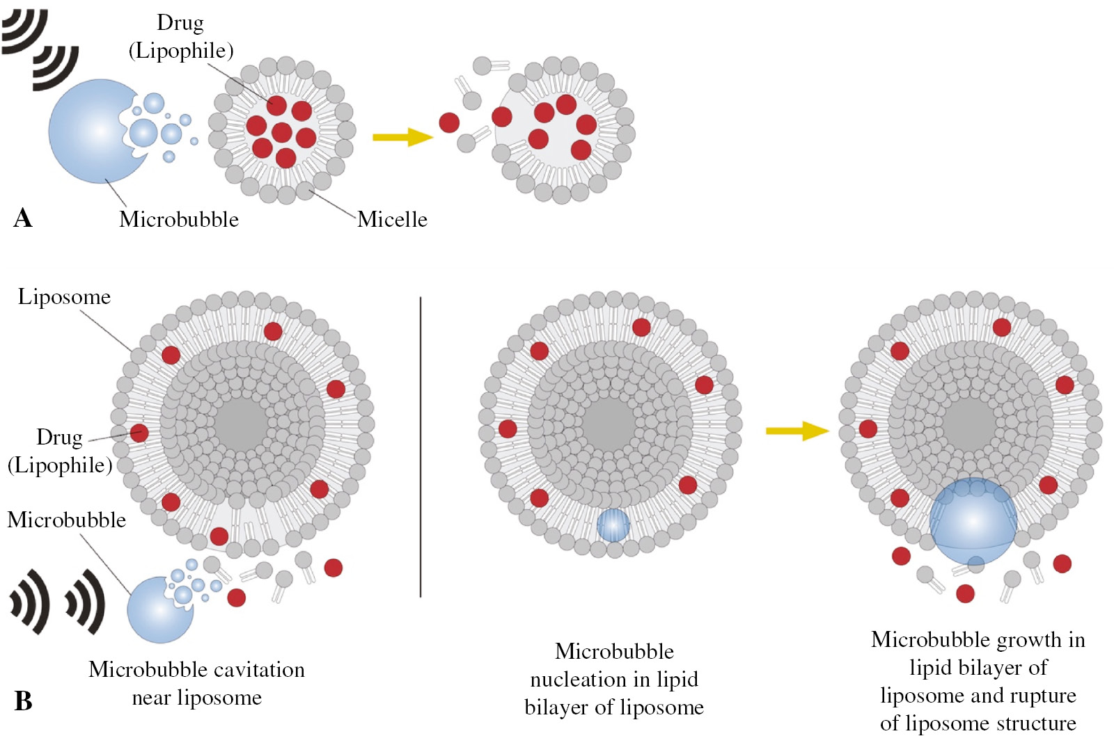 Figure 10: Proposed mechanism for (A) cavitation effect on micelle rupture, (B) liposome collapse.