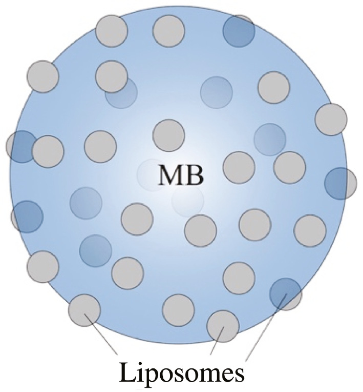 Figure 11: Potential ability of microbubbles to carry a large number of liposomes and, hence, increasing the drug loading capacity (see text).