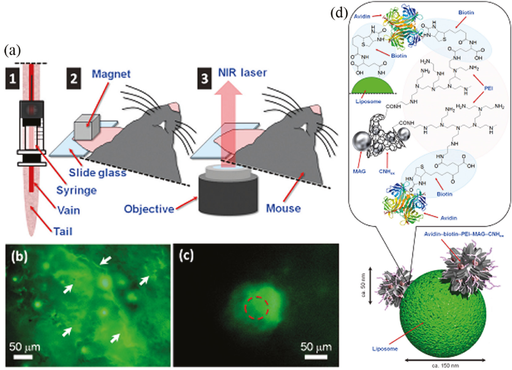Figure 13: In vivo remote control of enzymatic reactions using nanotransporters. (A) Schematic image of the experiment. (1): injection of nanotransporters, (2): Nanotransporters accumulated by a magnet, (3): Manipulation and observation of physicochemical aspects of nanotransporters with NIR radiation. (B) Accumulation of nanotransporters in the vessels by magnetic field. (C) In vivo β-Gal reaction observed in the blood vessel of a living mouse. (D) Nanotransporter structure. Reprinted with permission from Ref. [188], copyright 2016, John Wiley & Sons, Inc.