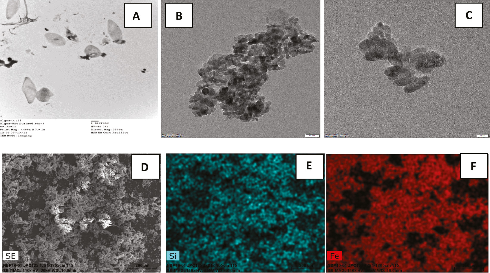 Figure 1: TEM of (A) diatom and (B, C) diatom-Fe composite. SEM of (D) diatom-FeOx composite, (E) mapping for Si from diatom, and (F) Fe immobilized on diatom surface [26].