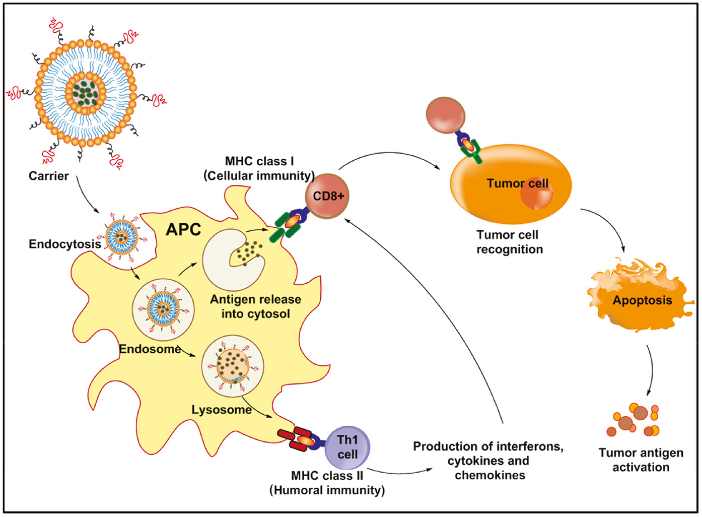 Figure 2: Schematic representation of immunotherapy mediated by engineered nanoparticles.