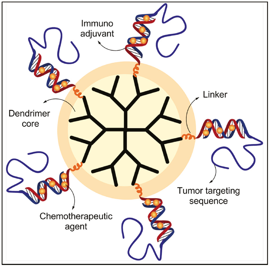 Figure 4: Schematic representation of a dendrimeric system for chemoimmunotherapy.