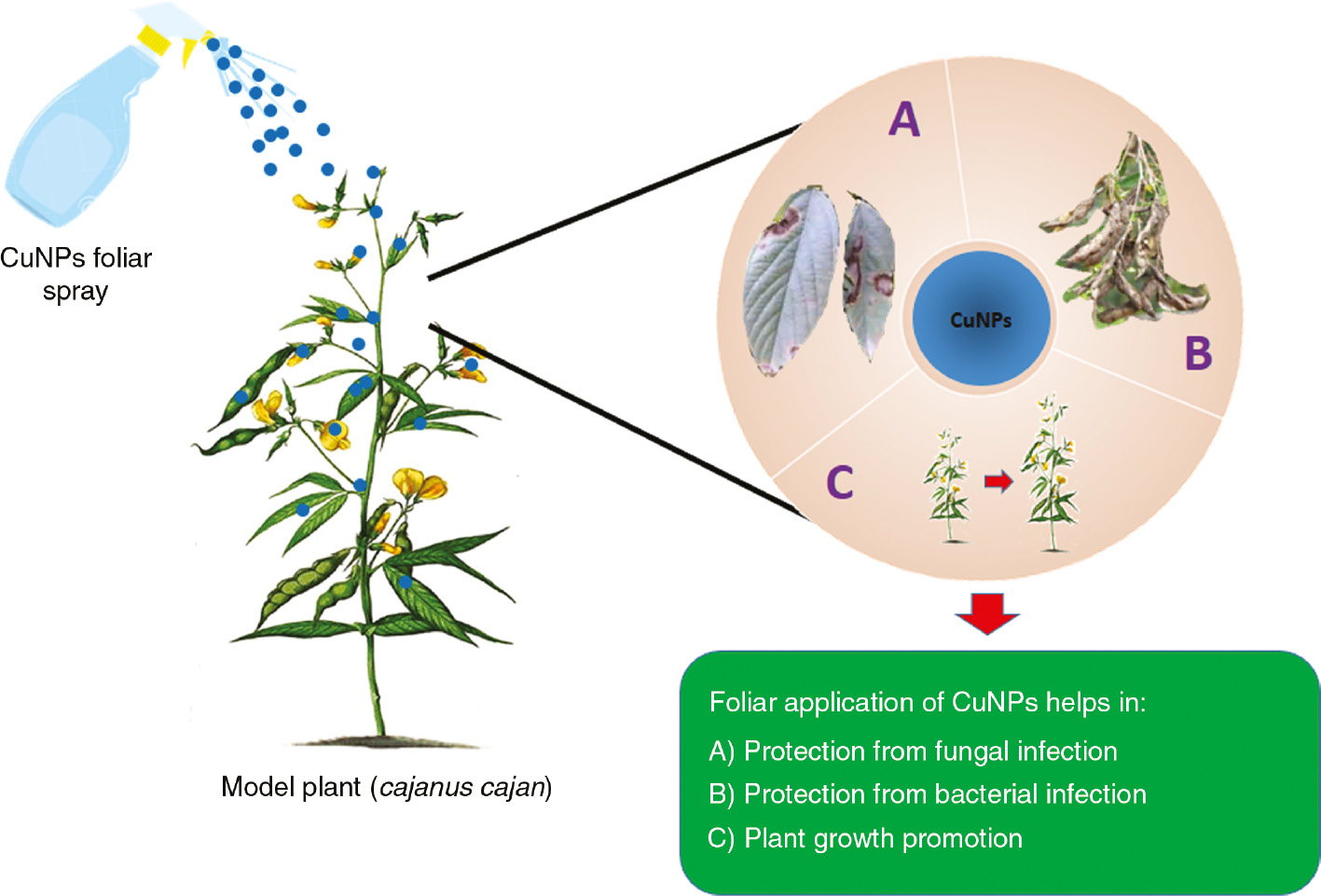 Figure 1: Schematic illustration of CuNPs application for protection of plants and its growth promotion. CuNPs provide protection to crop plants against (A) fungal infections (B) bacterial infections (C) by promoting plant growth.