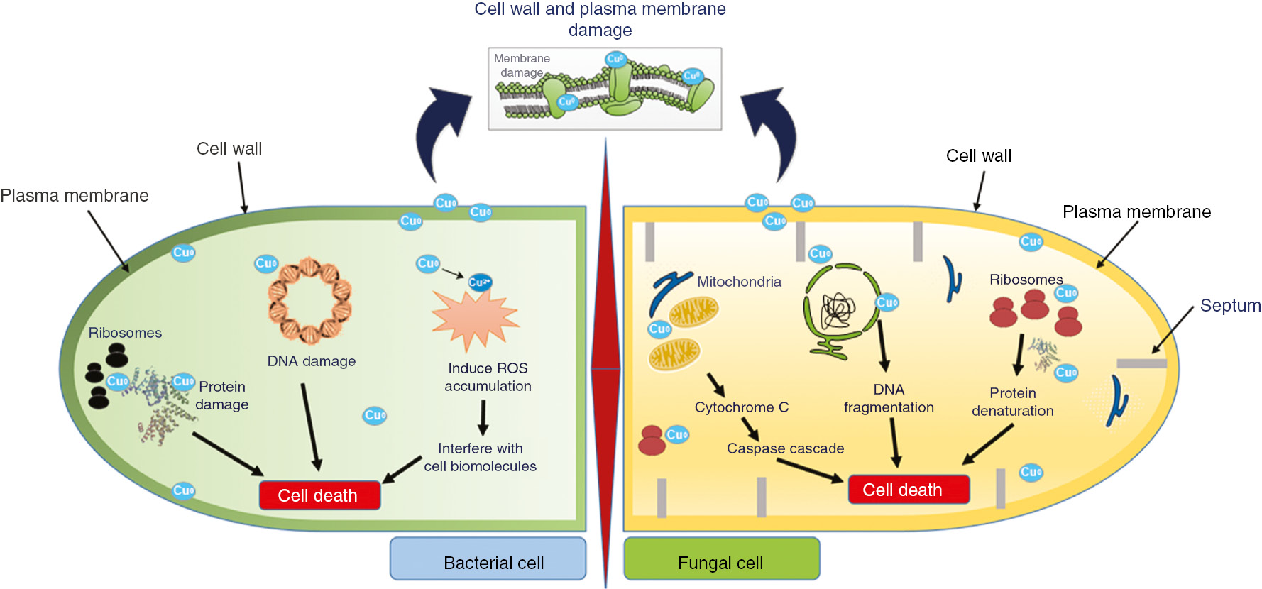 Figure 2: Schematic illustration for possible mechanism of CuNPs on microbes: CuNPs act on microbial cell wall and disturbs its components, which leads to membrane damage. Membrane damage decreases the electrochemical potential, which affects membrane integrity. In addition, CuNPs target DNA, interferes with protein synthesis, and cause damage leading to death of microbial cell.
