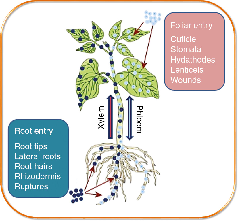 Figure 3: Probable entry points for nanoparticles in plants (Reproduced from Wang et al. [67] with copyright permission from Elsevier).