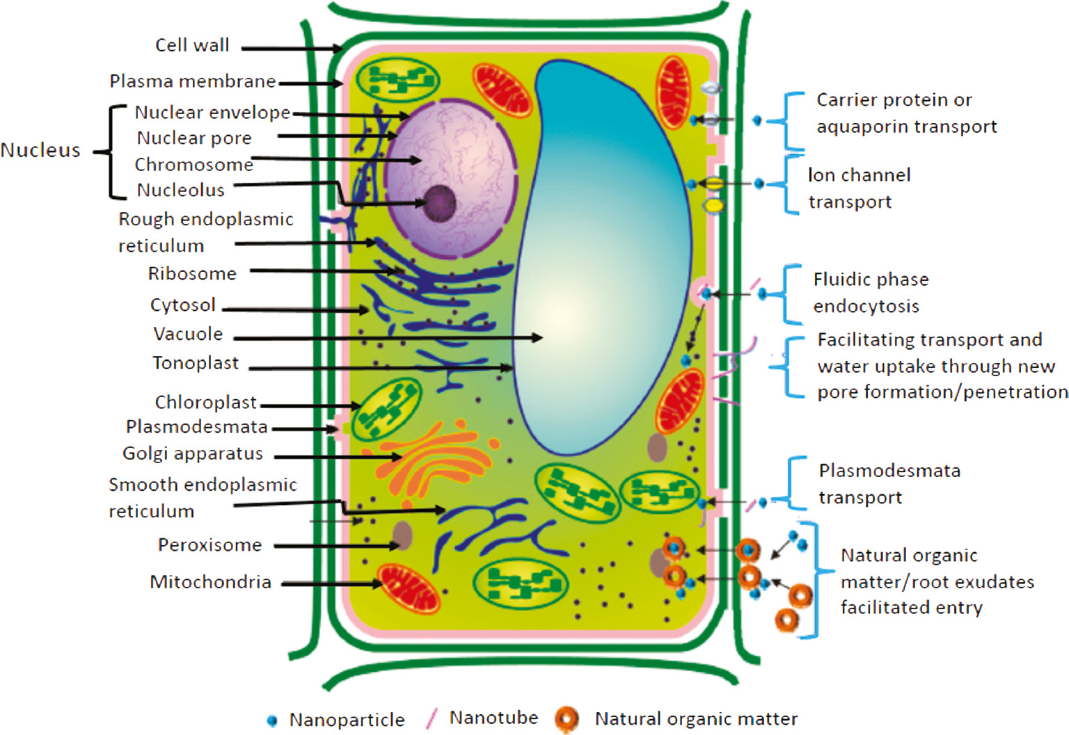 Figure 4: Probable avenues of cellular uptake of the nanoparticles in a plant cell (Reproduced from Rico et al. [65] with permission from American Chemical society).