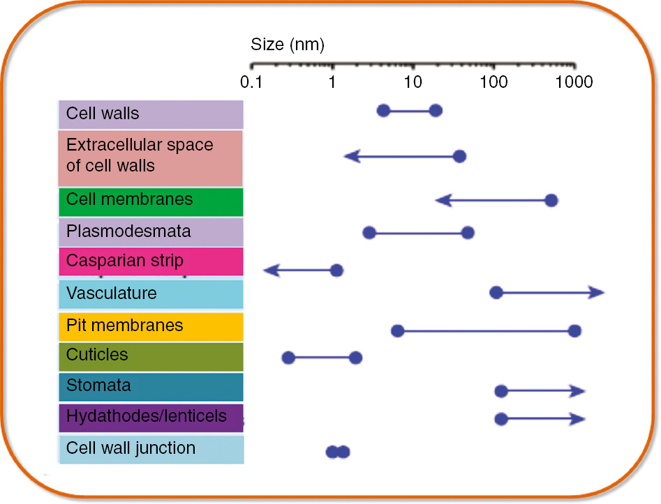 Figure 5: Size exclusion limits (SELs) of various plant tissues (barriers) for the uptake of nanoparticles (Reprinted from Wang et al. [67] with copyright permission from Elsevier).