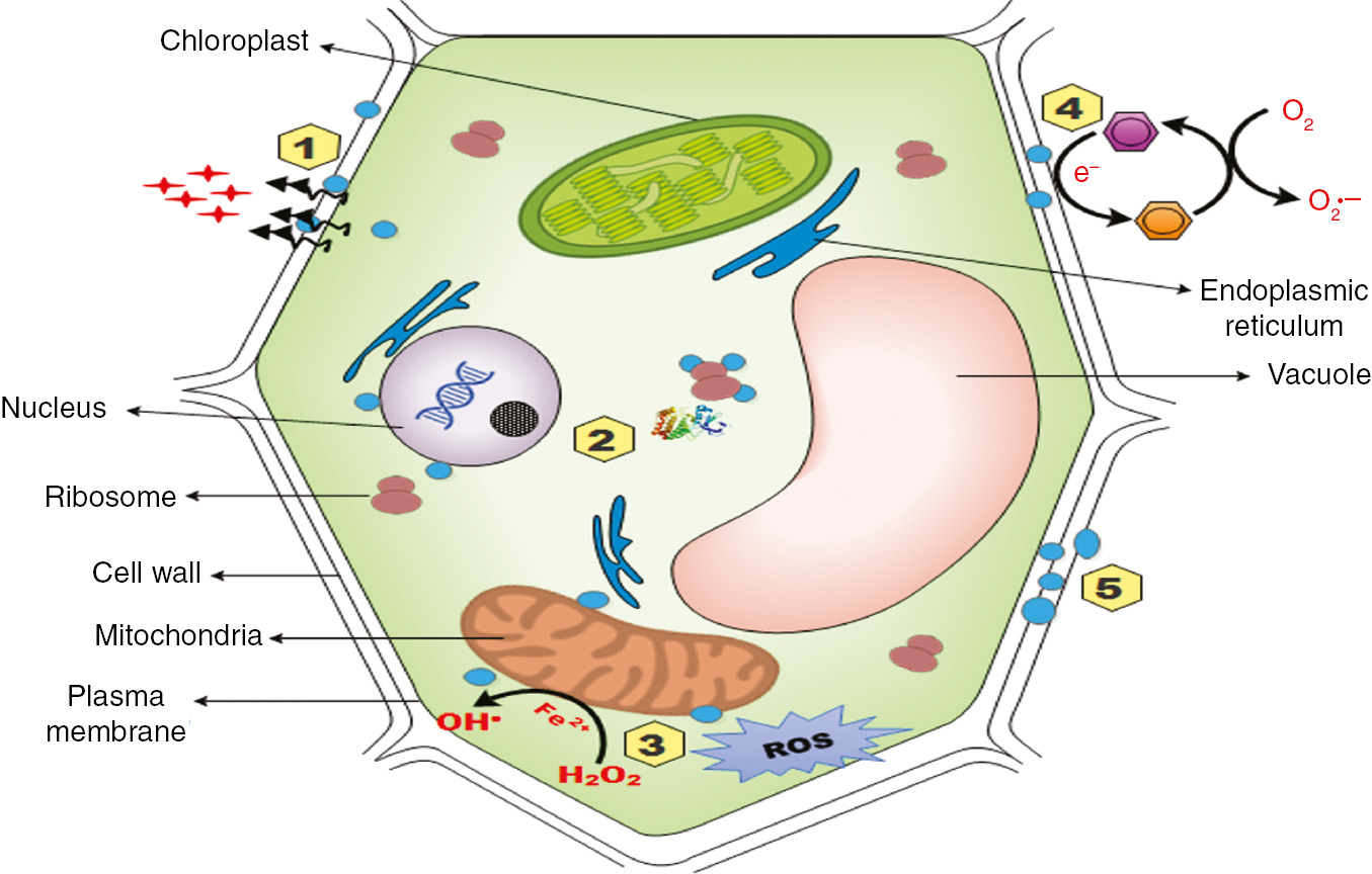 Figure 6: Schematic representation of several proposed mechanisms by which CuNPs cause phytotoxicity: (1) dissolution of nanoparticles and release of toxic ions, (2) binding and interaction of nanoparticles with biomolecules, such as proteins and DNA, (3) production of ROS through redox cycling and Fenton reaction, (4) oxidation and surface catalytic reactions, and (5) size-or- shape-dependent mechanical damage.