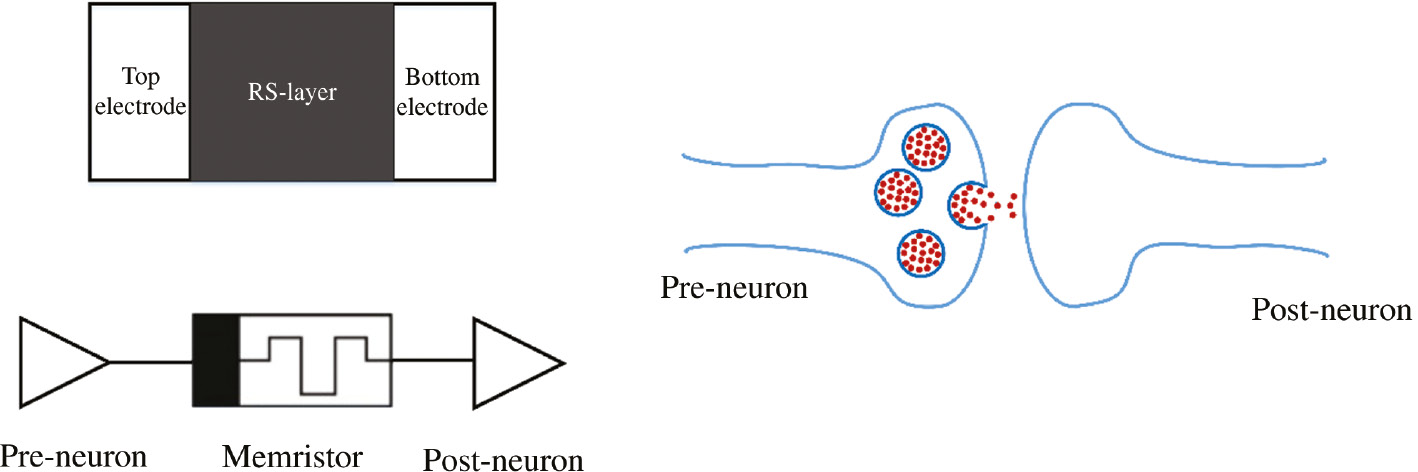 Figure 1: Comparison between the bio-synapses and the artificial synapses (memristors).