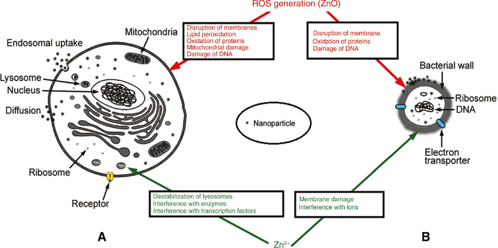 Figure 7: ROS generation on eukaryotic (A) and prokaryotic (B) cells by ZnO NPs [164].