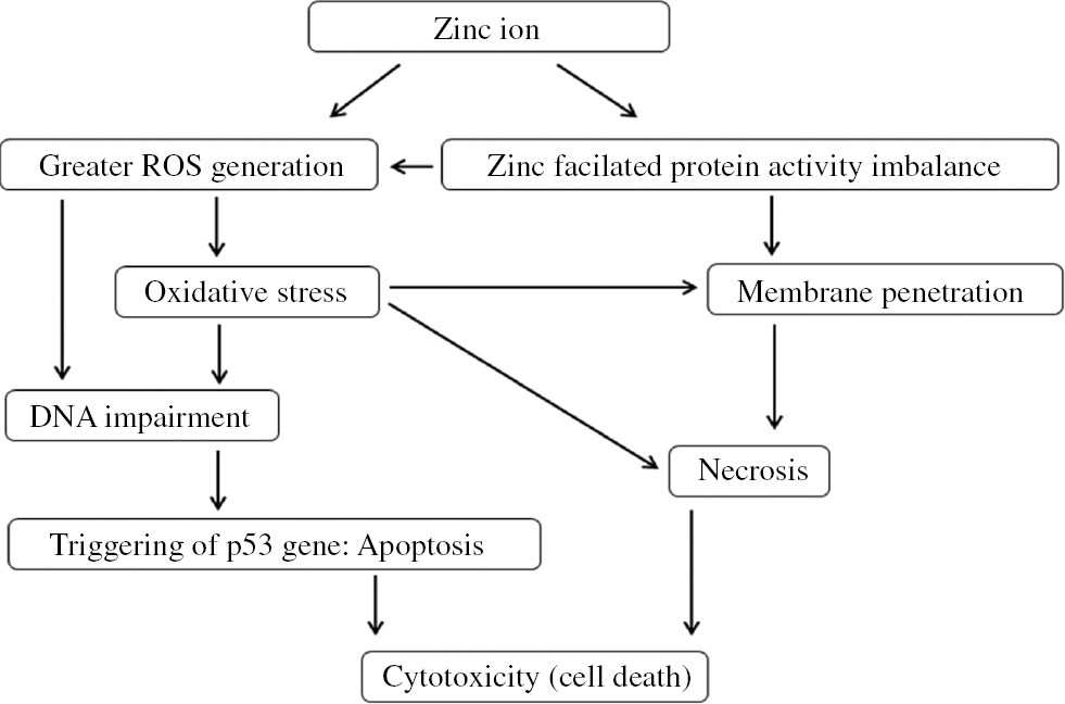 Figure 9: A chart depiction of the whole cytotoxicity of zinc NPs, causing cell death.